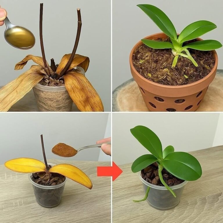Sprinkle 1 tablespoon on the dead roots of the orchid! Suddenly revived, it blooms year-round.