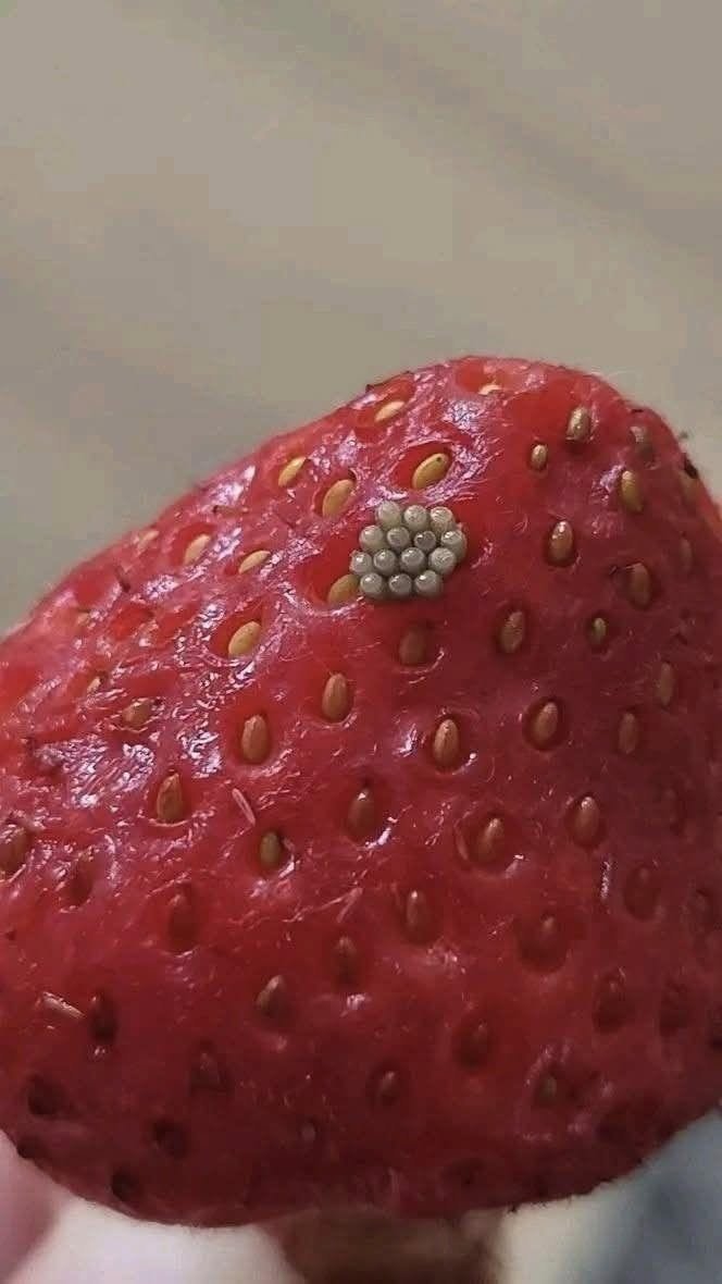 I soaked my berries in salt water and saw these white wiggling things come out. Should I just throw them away?