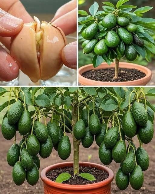 Stop Buying Avocados: Learn the Simple Method to Grow Them in Pots at Home…👇👇
