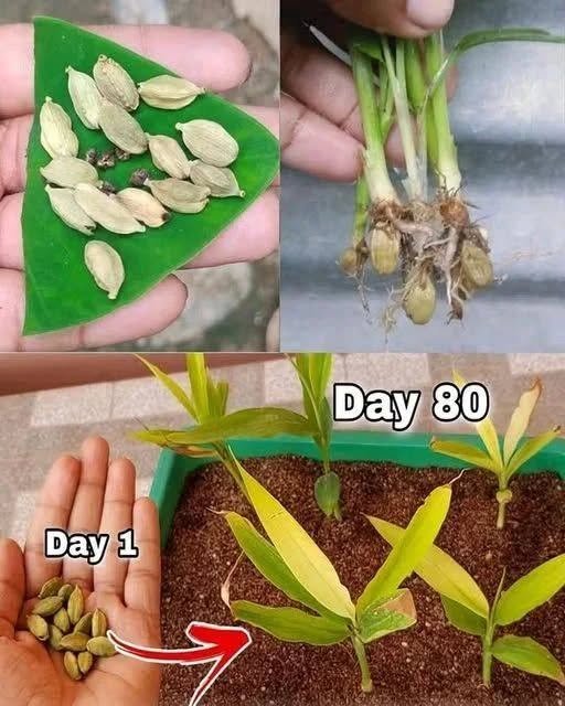 How to Grow Cardamom Plant from Seed and Care for Green Cardamom