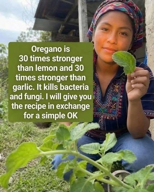 Oregano is 30 times stronger than lemon and 30 times stronger than garlic. It kills bacteria and fungi. I’ll give you the recipe in exchange for a