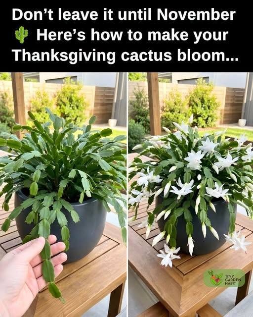 How To Make Your Thanksgiving Cactus Bloom
