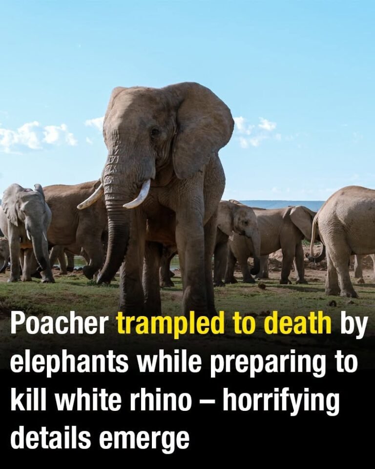 Poacher trampled to death by elephants while preparing to kill white rhino – horrifying details emerge